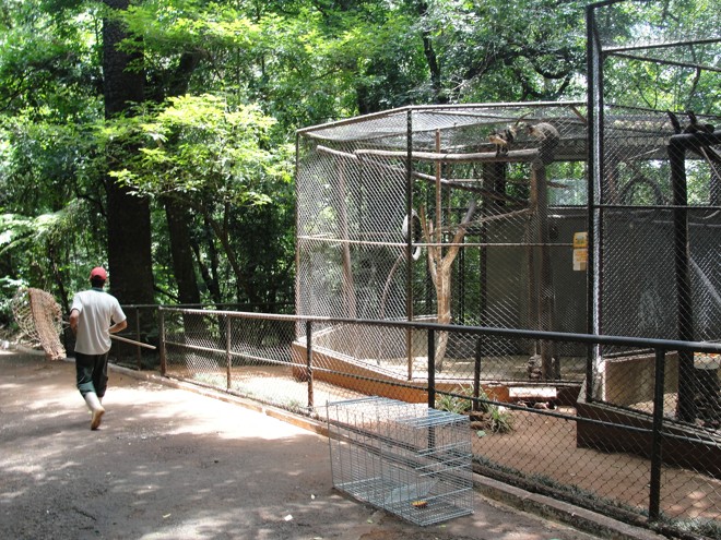 Armadilhas foram espalhadas pelo zoológico com alimentos dentro delas para atrair os animais | 