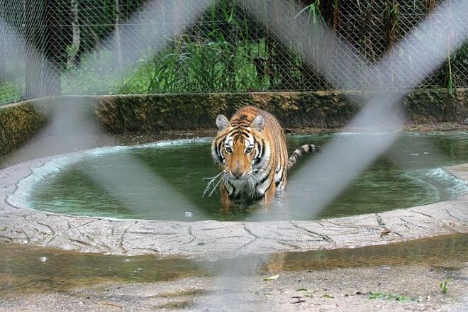 Tigres são estrelas do Safari´s Farm, que fica nos Campos Gerais |