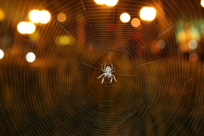 A teia é simultaneamente mais forte que o aço, mais flexível que o nylon, extremamente leve e, ainda por cima, biodegradável e biocompatível com o organismo humano | Marcelo Elias/ Gazeta do Povo