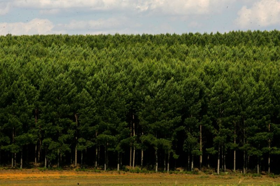 Os municípios no entorno de Tibagi concentram 85% das florestas plantadas de todo o Paraná | Josué Teixeira