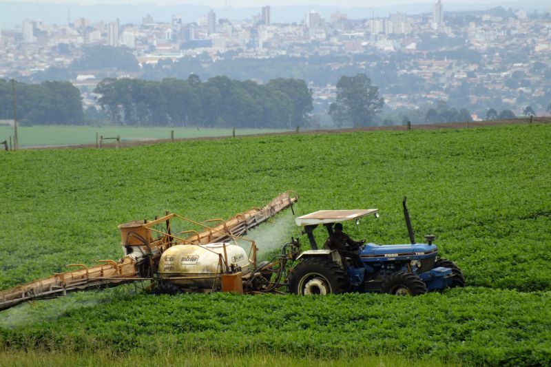 Região de Ponta Grossa recebeu chuvas suficientes. Plantio tardio favorece as lavouras, que mostram vigor e tingem a paisagem de verde | Antônio Costa/Gazeta do Povo