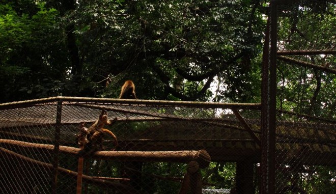 Oito macacos-prego de uma mesma família promoveram um