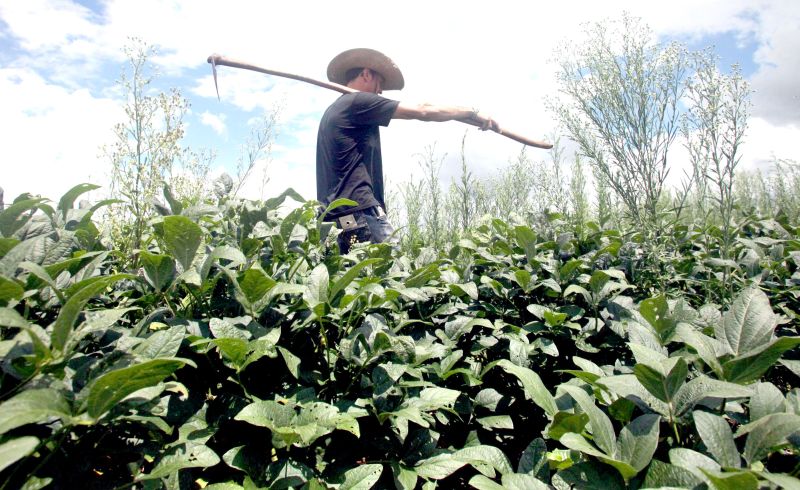 Com alta concentração de pessoas trabalhando em áreas rurais, o Centro-Oeste é a região do país que tem a jornada média mais longa | Dirceu Portugal-Gazeta do Povo
