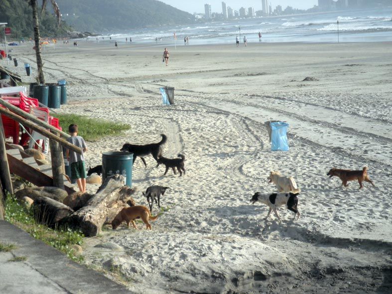 | Colaboração: Iara Kronland