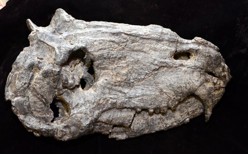 O animal é um dinocefálios, parente distante dos mamíferos | Divulgação/UFRGS/Cadinho Andrade