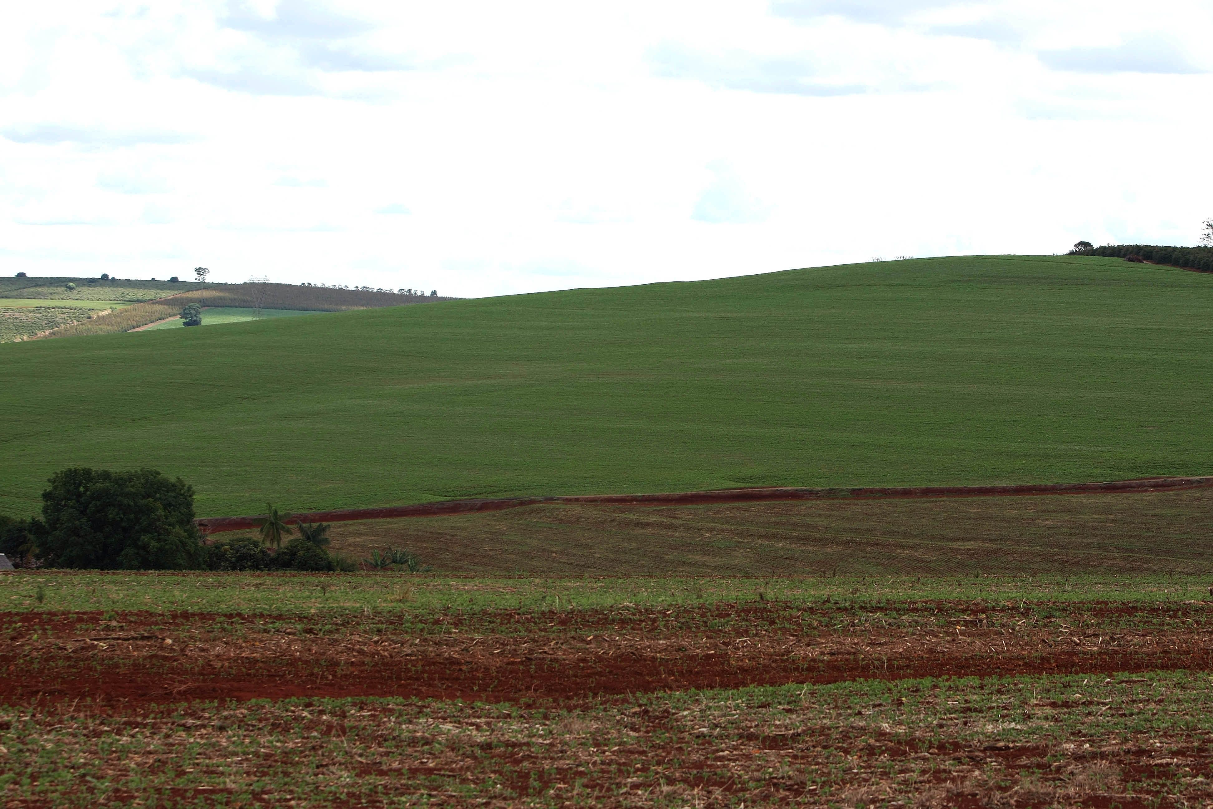 Plantação de soja na região Noroeste do Paraná. Em 2011, a Cocamar, de Maringá, produziu 930 mil toneladas do grão e incorporou 24 unidades operacionais da Corol, cooperativa de Rolândia | Ivonaldo Alexandre