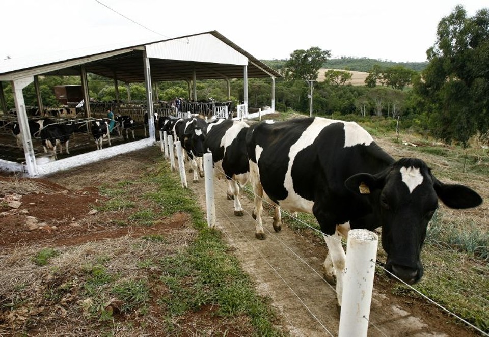 Animais da raça holandesa, campeões em produtividade na ordenha, substituíram vacas mestiças nas últimas duas décadas | Hugo Harada/Gazeta do Povo