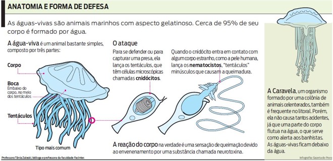 As águas-vivas são animais marinhos com aspecto gelatinoso.Veja |