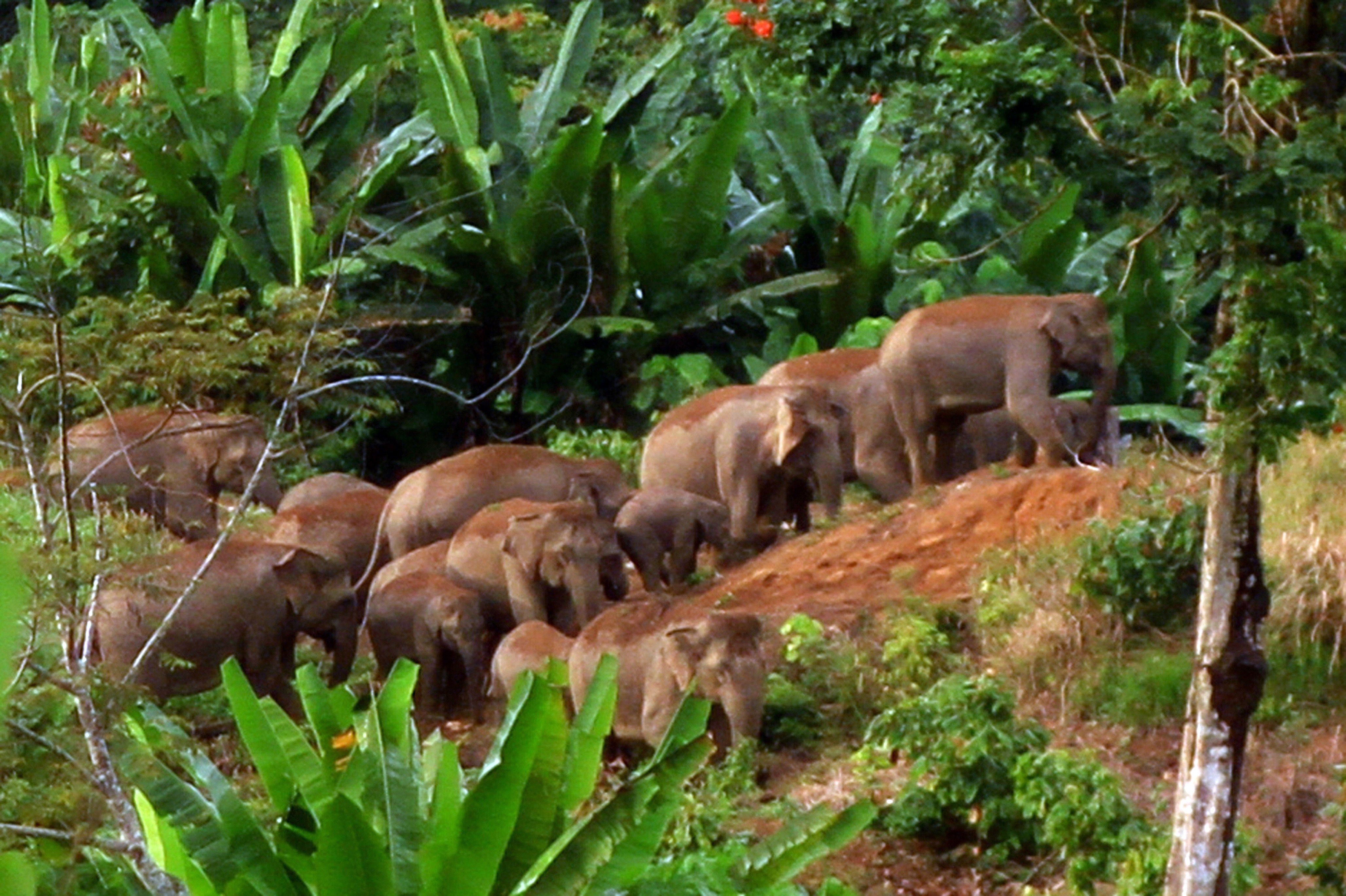 Existem apenas estimados 2.400 a 2.800 elefantes da subespécie de Sumatra na natureza, uma queda de 50 por cento em relação à estimativa de 1985 | SUTANTA ADITYA / AFP