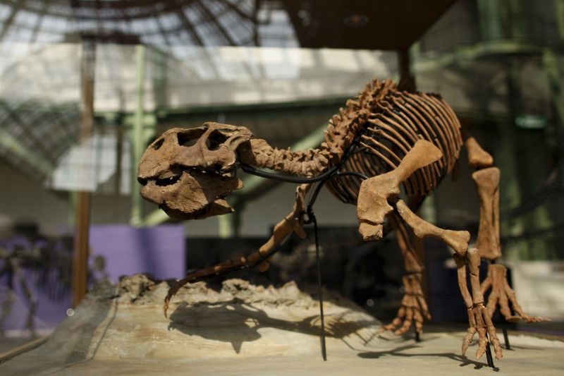 Esqueleto de um dinossauro | REUTERS/Benoit Tessier