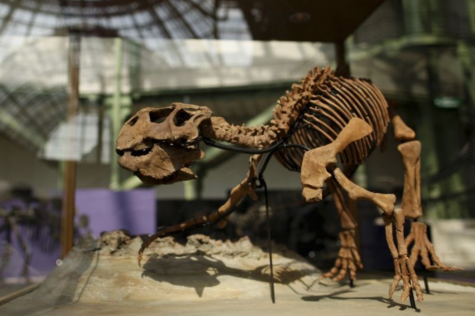 Esqueleto de um dinossauro | REUTERS/Benoit Tessier