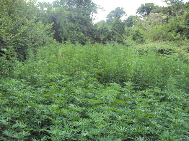 A polícia não soube informar por quanto tempo a plantação foi cultivada, mas as plantas já mediam mais de 2 metros de altura | Polícia Civil de Faxinal