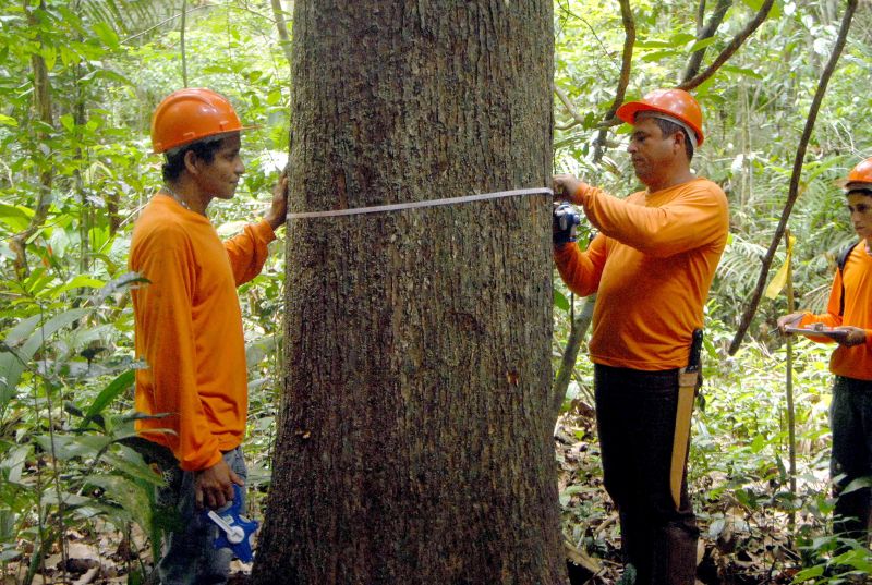 Concessão prevê, entre outras regras, que apenas árvores de grande espessura poderão ser derrubadas | Jefferson Rudy