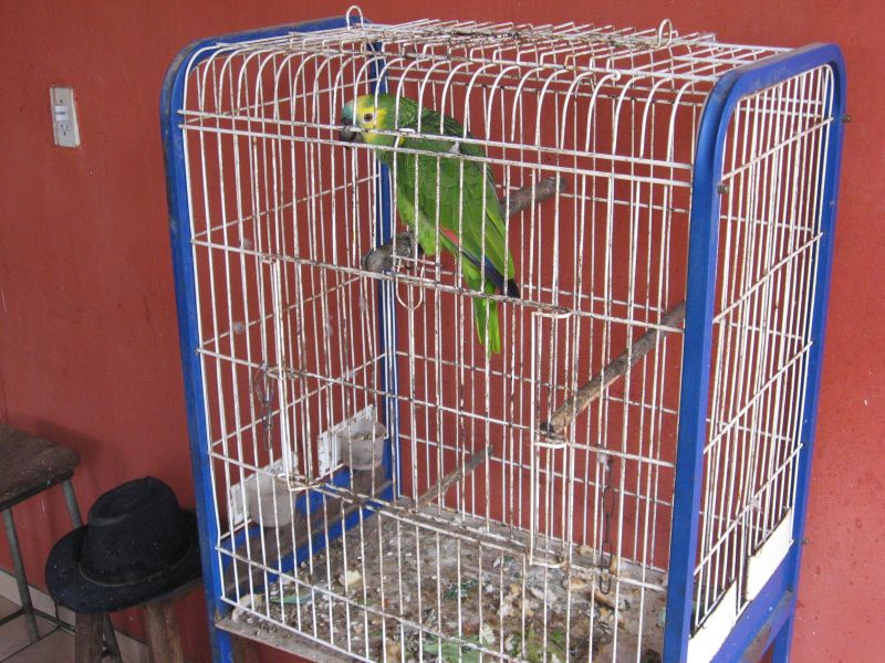 Uma das 32 aves encontradas em cativeiro no bairro Almirante Tamandaré | Divulgação / Polícia Ambiental do Paraná