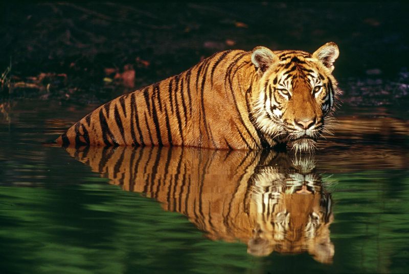 Pelo censo, cuja segunda fase será feita em fevereiro, cada fêmea tem em média um filhote | REUTERS/Martin Harvey/WWF-Canon/