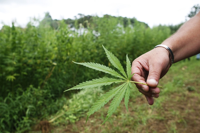 Cerca de 20% da maconha usada no Brasil têm origem doméstica e 80% vêm do Paraguai | Daniel Castellano/ Gazeta do Povo