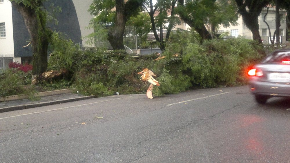 Árvore interditou faixas da Avenida Getúlio Vargas, no Água Verde | Aline Peres/Gazeta do Povo