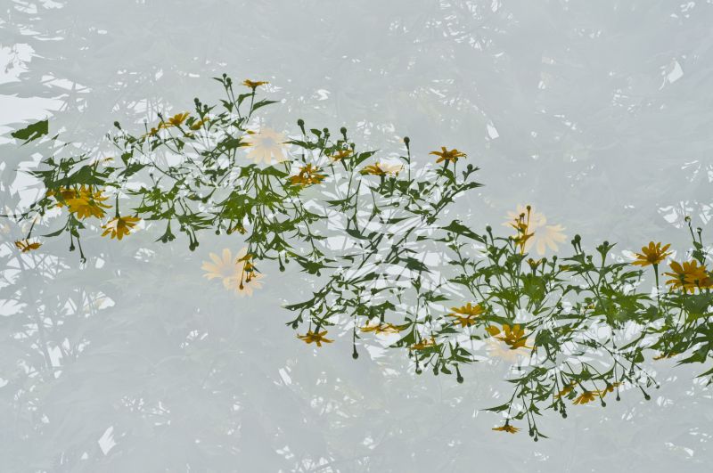 Detalhes de paisagens sobrepostos diretamente na câmera digital remetem a pinturas e gravuras | Reprodução