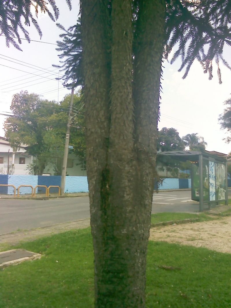 | Claúdio Feldens/Gazeta do Povo