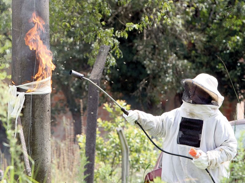 No último dia 19, bombeiros foram chamados para conter abelhas que se alojaram em um poste oco de Almirante Tamandaré | Ivonaldo Alexandre/ Gazeta do Povo