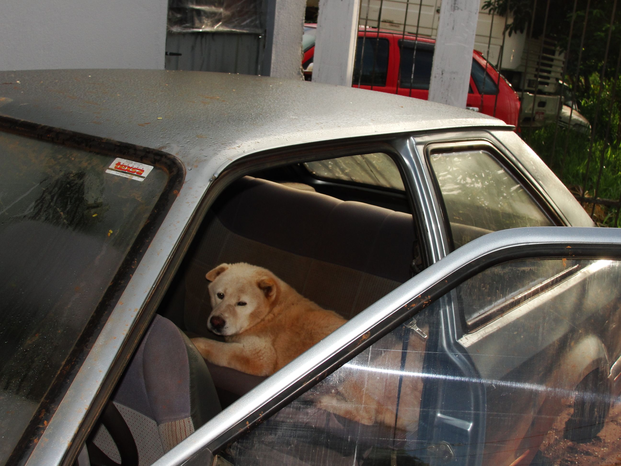 O cachorro reagiu agressivamente quando os policiais tentaram tirá-lo do carro | Luiz Carlos da Cruz, correspondente em Cascavel