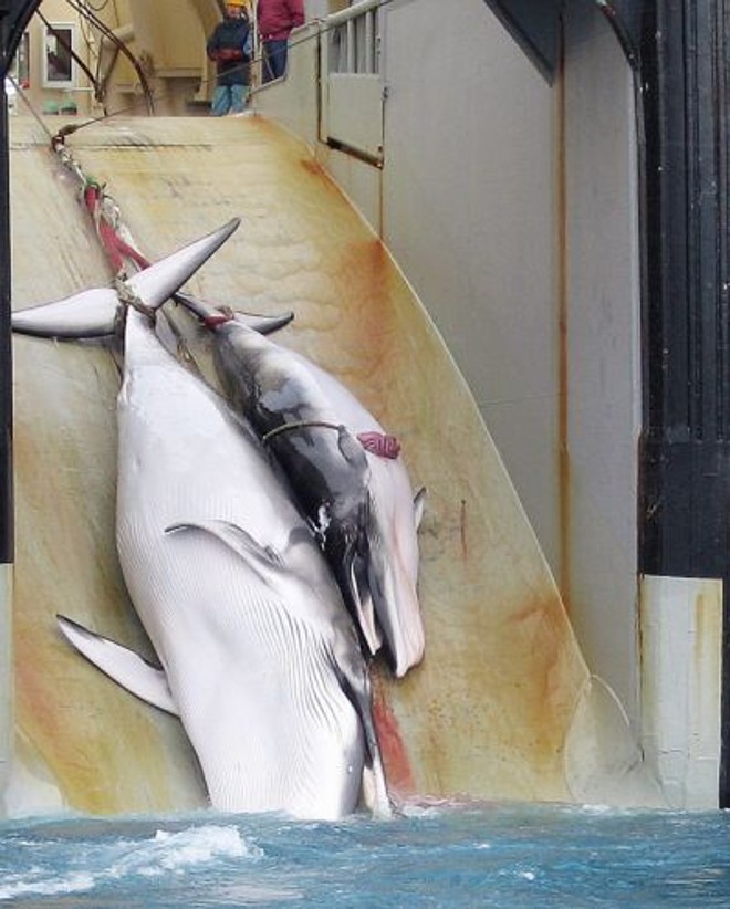 Caça predatória: o número de baleias mortas no mundo dobrou em duas décadas | 