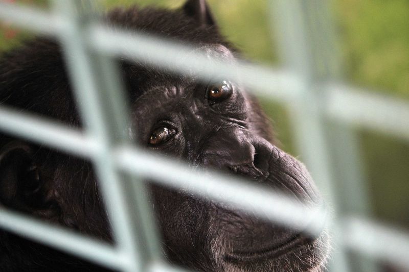 Gena, de 10 anos, é uma das chimpanzés que veio de Israel | REUTERS/Rodolfo Buhrer