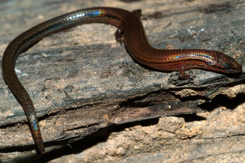 Nova espécie de lagarto é descoberto no Camboja | AFP PHOTO / Gabor Csorba / Conservation International