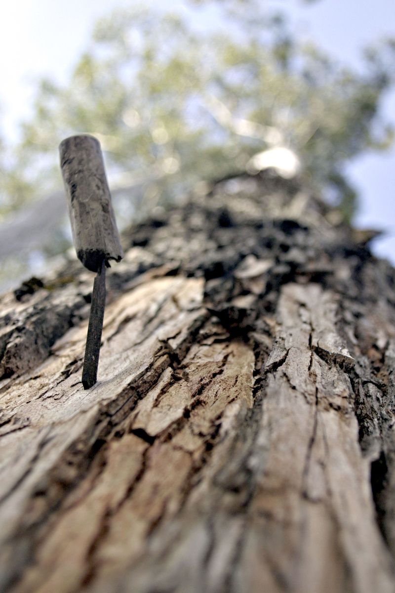 | Felipe Rosa/Gazeta do Povo