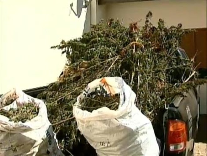 A polícia prendeu duas pessoas envolvidas com a plantação | 