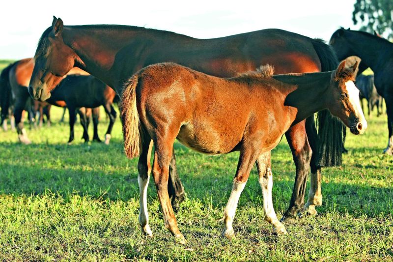 A Região Sul concentra 95% do rebanho nacional de cavalos crioulos | Hugo Harada/Gazeta do Povo
