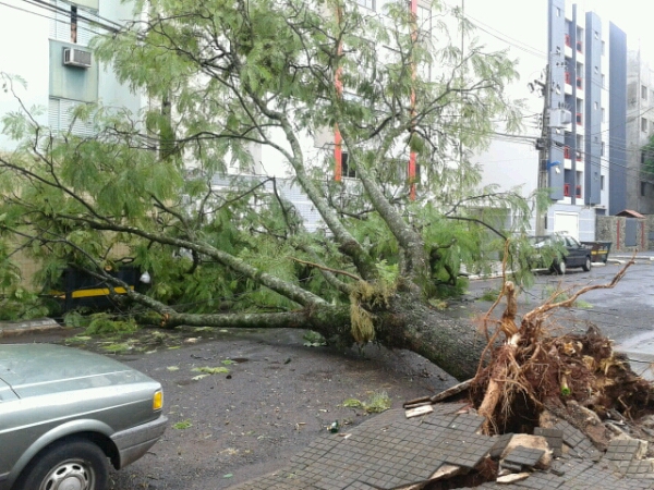 Árvore que caiu na Rua Bragança também atingiu parte da fiação elétrica da via | Enviada por leitor / Matheus Moura