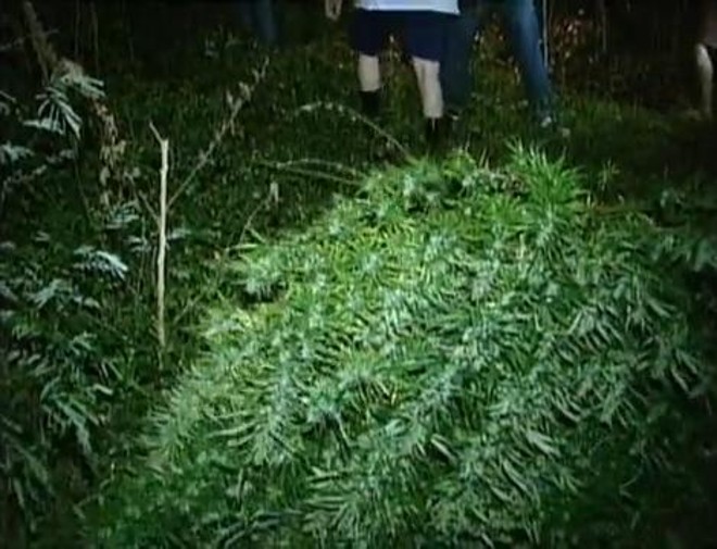 A polícia prendeu duas pessoas envolvidas com a plantação | 