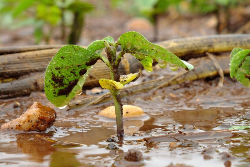 Soja brota após sessão de irrigação: falta de manutenção dos equipamentos usados para molhar as plantações colaboram para o gasto desnecessário da água no campo | Antonio Costa/Gazeta do Povo