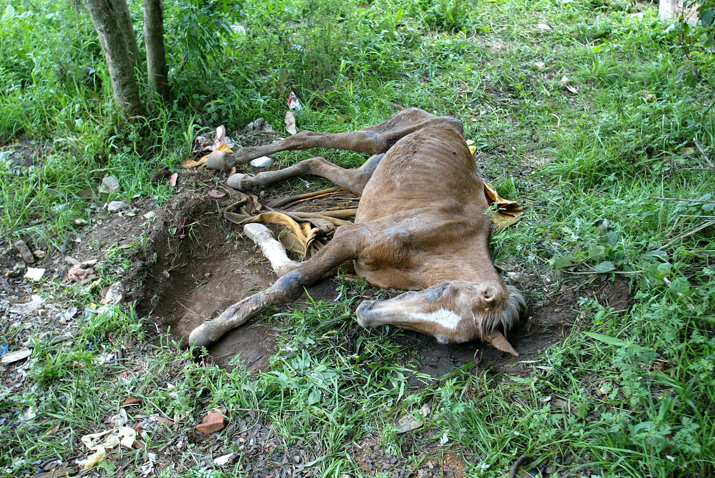 O animal, que está cego, chegou a tomar chuva e aguentou dias de muito sol | Anderson Tozato /Tribuna do Paraná