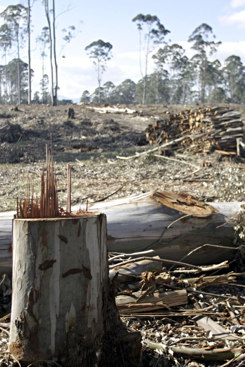 | Felipe Rosa/ Gazeta do Povo