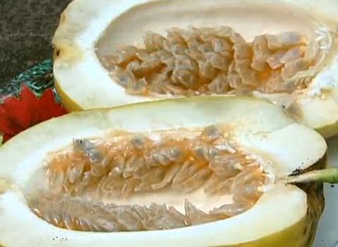 Maracujá gigante chega a pesar 1 quilo | 