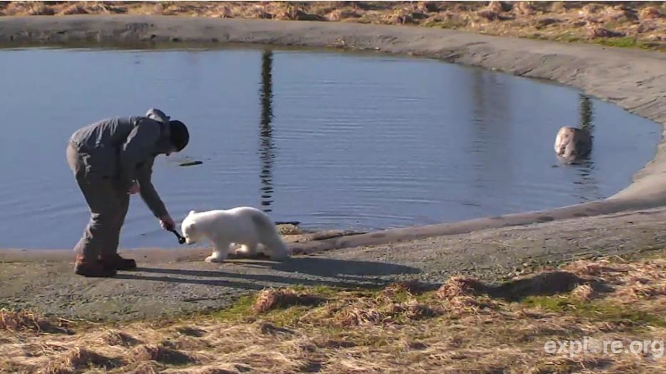 Webcam acompanha a rotina do filhote de urso polar Siku, que nasceu na Dinamarca | Reprodução
