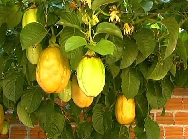 Maracujá gigante chega a pesar 1 quilo | 