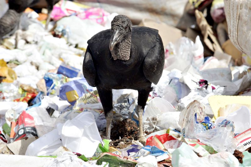| Henry Mileo/ Gazeta do Povo