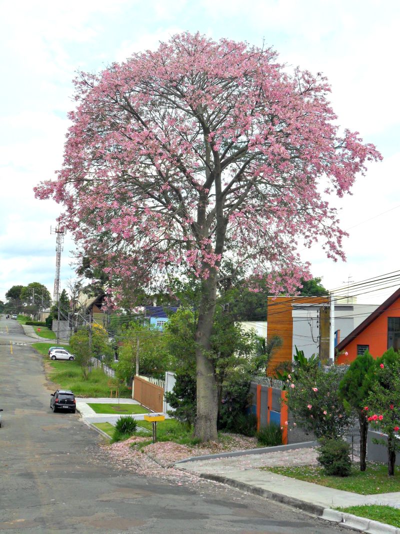 | Cláudio Feldens/ Gazeta do Povo