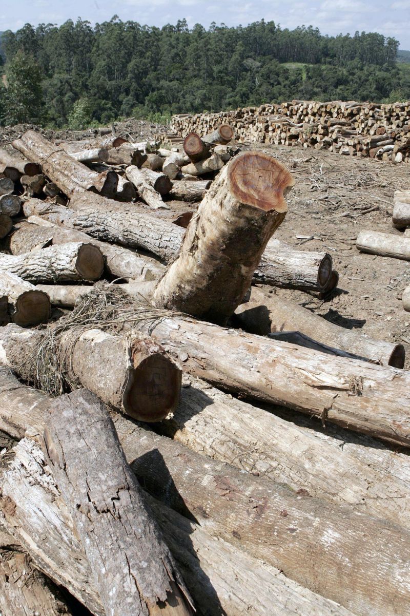 A derrubada indiscriminada de florestas ainda é um problema | Henry Milleo / Gazeta do Povo