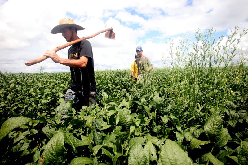O trabalho rural é ressaltado por Claudio Dedecca como um dos ofícios com peso na pesquisa | Dirceu Portugal / Gazeta do Povo