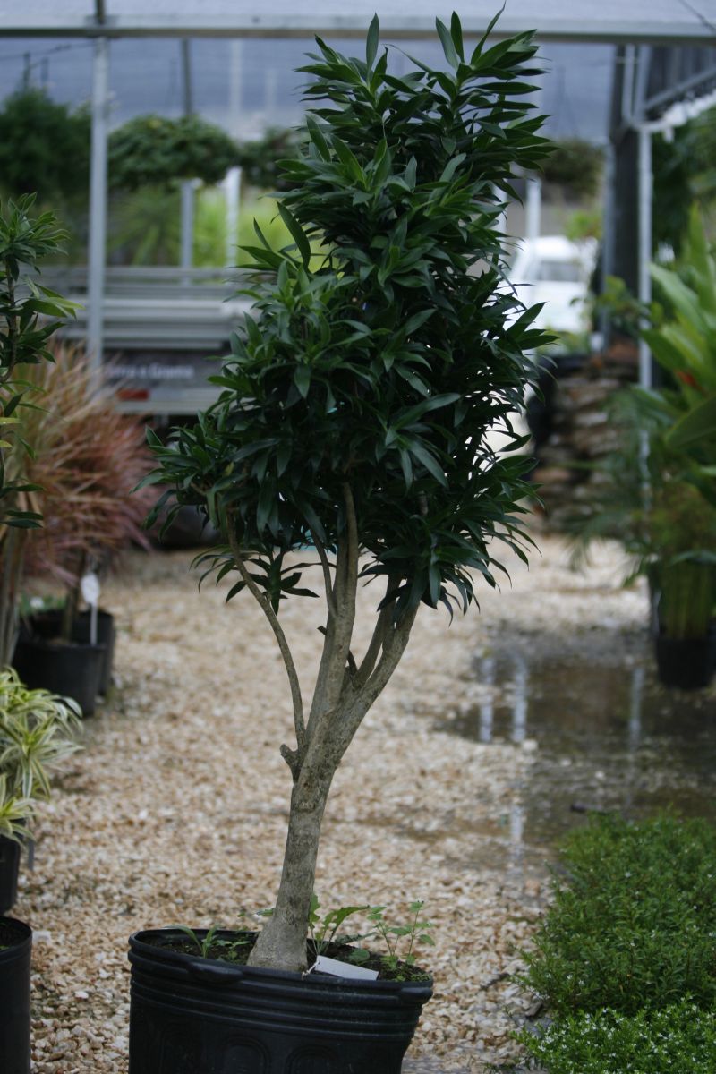 Pleomele é uma das espécies que se desenvolvem bem em ambientes internos | Jonathan Campos/ Gazeta do Povo