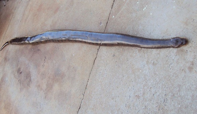 O animal foi doado para a Faculdade Anglo-americano de Foz do Iguaçu para pesquisas |