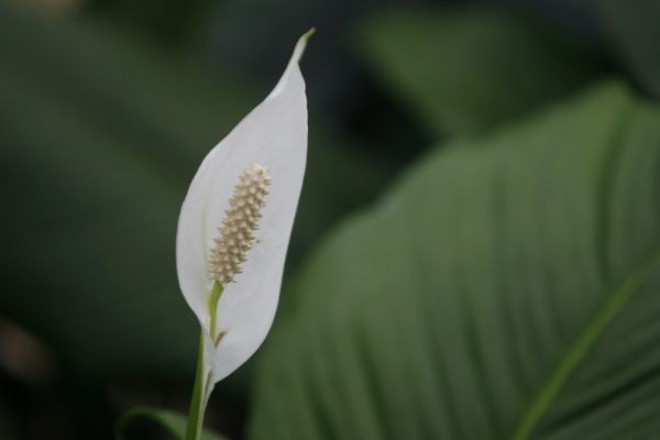 O lírio da paz também é indicado para dentro de casa. A espécie não precisa de muita luz |
