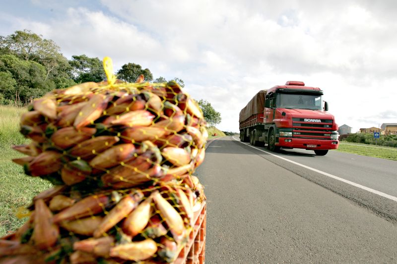 Pinhão é comercializado irregularmente também em rodovias | Josué Teixeira/ Gazeta do Povo