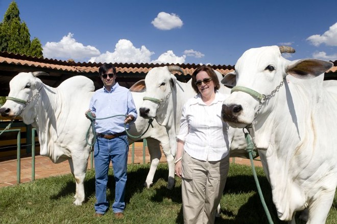 Gustavo e Beatriz Garcia Cid, com descendentes dos primeiros nelores importados da Índia |