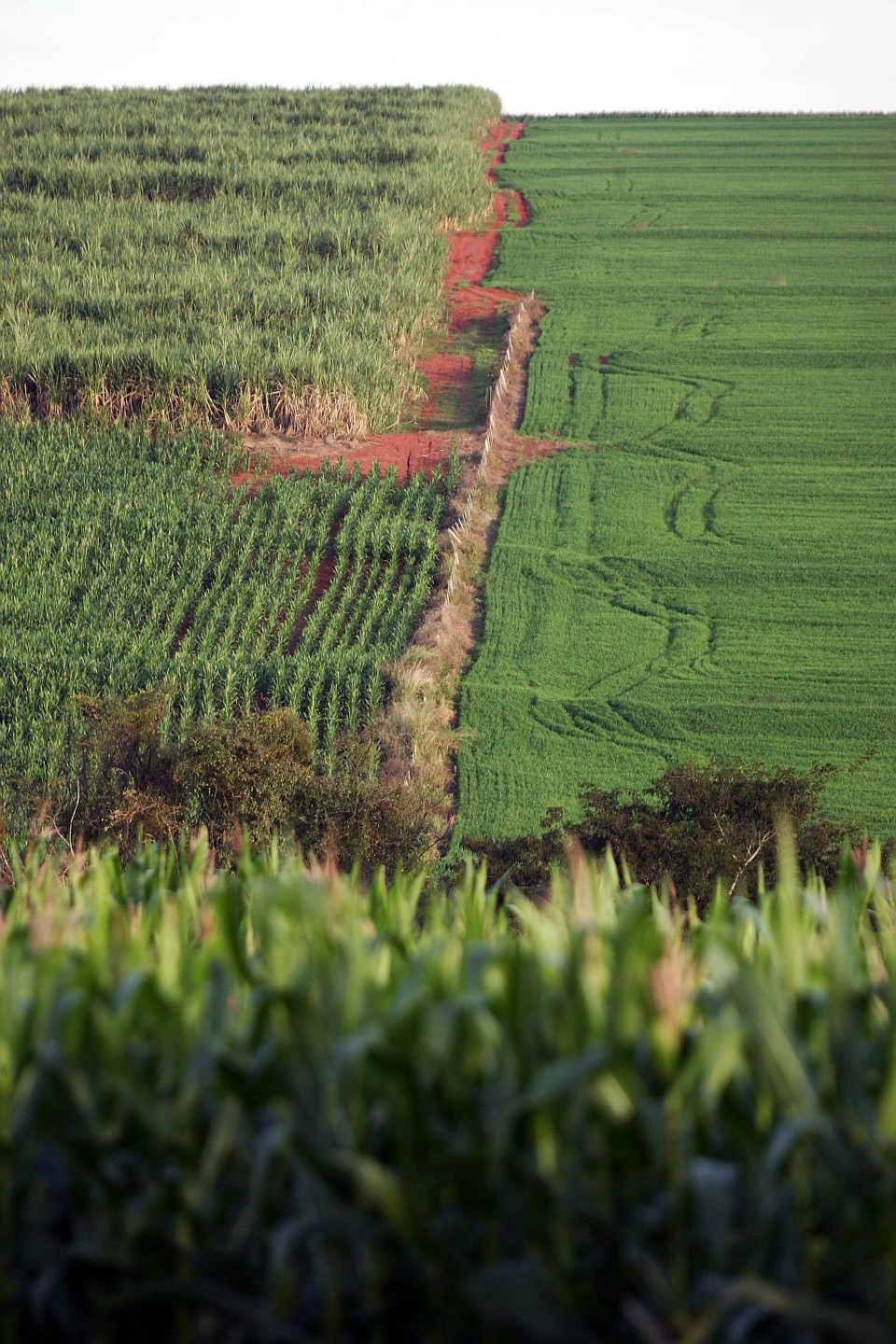 Canavial no Paraná: estado praticamente parou de exportar álcool | Daniel Castellano/Gazeta do Povo