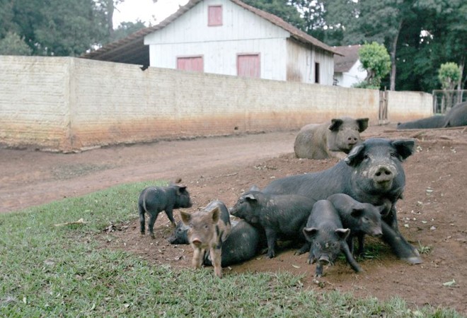 Cadastro estadual tem incluído outros faxinais: animais soltos são característica principal |
